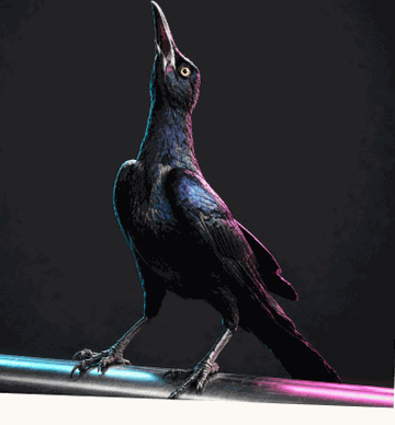 One grackle on a rail, singing its own song